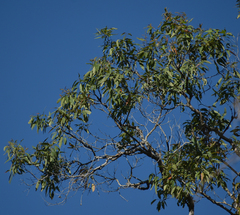 Angophora floribunda