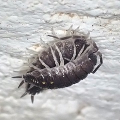 Porcellio ornatus