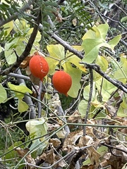Ibervillea sonorae