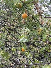 Ibervillea sonorae