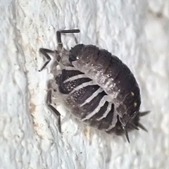 Porcellio ornatus