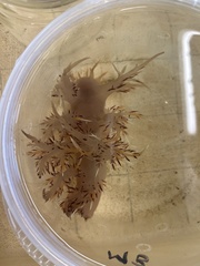 Dendronotus iris