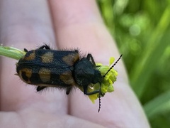 Astylus trifasciatus
