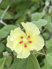 Gossypium davidsonii