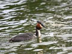 Podiceps cristatus australis