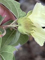 Gossypium davidsonii