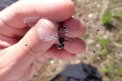Leucorrhinia dubia