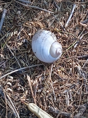 Gastropoda