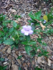 Ruellia erythropus