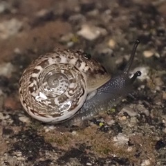 Iberus marmoratus