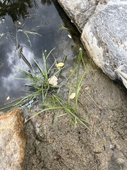 Cyperus dioicus