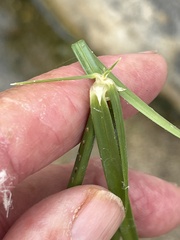 Cyperus dioicus