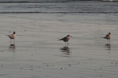 Leucophaeus modestus