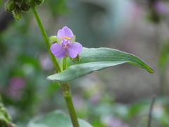 Tradescantieae