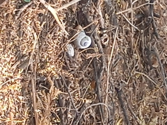Gastropoda
