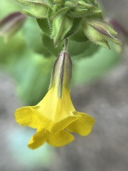 Erythranthe lagunensis