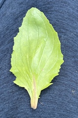 Erythranthe lagunensis