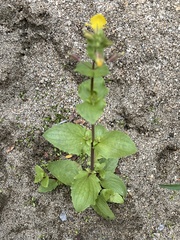 Erythranthe lagunensis