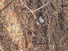 Gastropoda