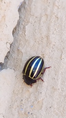 Doryphorina