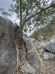 Ficus petiolaris palmeri