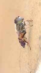 Eristalinus taeniops