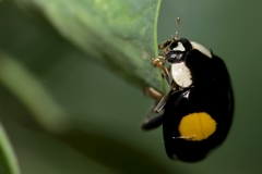 Harmonia axyridis