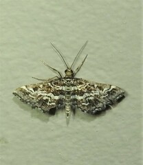 Diasemiopsis ramburialis
