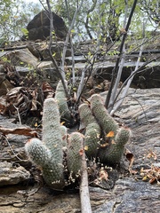 Mammillaria phitauiana