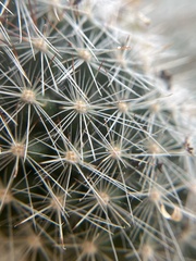 Mammillaria phitauiana