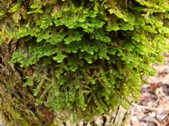 Porella platyphylla