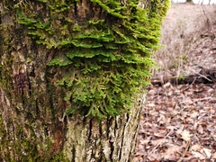 Porella platyphylla