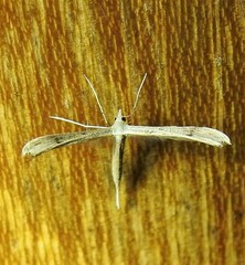Stenoptilia zophodactylus