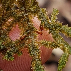 Porella platyphylla