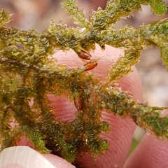Porella platyphylla