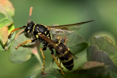 Polistes dominula