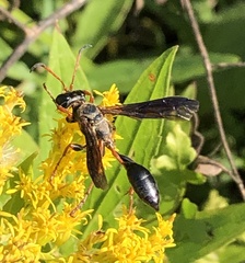 Isodontia exornata