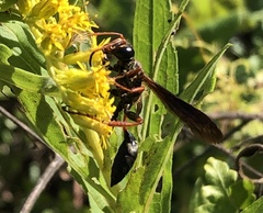 Isodontia exornata