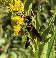 Isodontia exornata