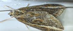 Chesias legatella