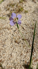 Eustoma exaltatum