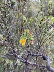 Pultenaea juniperina