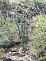 Stenocereus thurberi