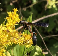 Isodontia exornata