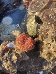 Boltenia villosa