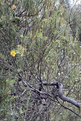 Pultenaea juniperina