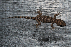 Hemidactylus mercatorius