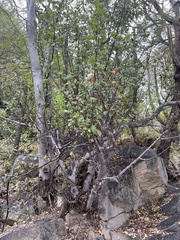Bursera epinnata
