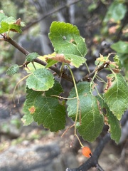 Bursera epinnata