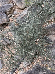 Forchhammeria watsonii